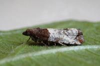 Notocelia roborana