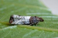 Notocelia roborana
