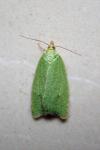 Tortrix viridana