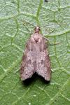Cnephasia