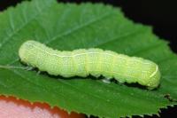 Orthosia cerasi