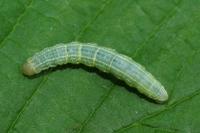 Operophtera brumata