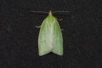 Tortrix viridana
