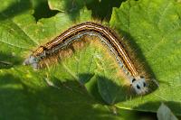Malacosoma neustria
