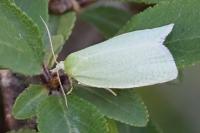 Tortrix viridana