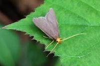 Eurodachtha pallicornella