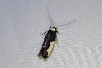 Monopis monachella