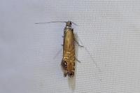 Glyphipterix thrasonella