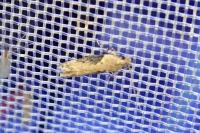 Scrobipalpa costella