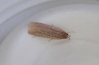 Helcystogramma triannulella