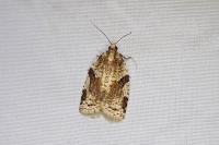 Clepsis spectrana