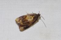 Ditula angustiorana