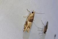 Crocidosema plebejana