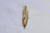 Eucosma cana