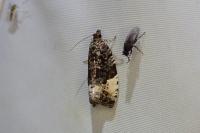 Hedya pruniana