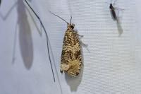 Celypha lacunana