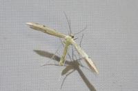 Adaina microdactyla