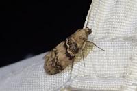 Euzophera pinguis