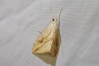 Evergestis forficalis