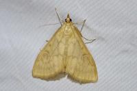 Ostrinia nubilalis/scapulalis