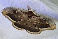 Saturnia pyri