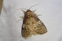 Tethea ocularis