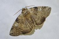 Tethea or