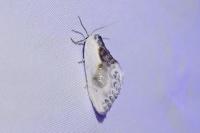 Cilix glaucata