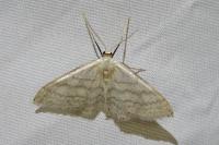 Idaea subsericeata