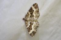 Epirrhoe alternata