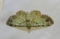 Pasiphila rectangulata