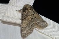 Gluphisia crenata