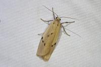 Pelosia muscerda
