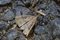 Hypena rostralis