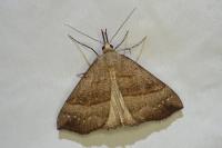 Hypena proboscidalis
