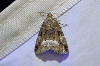 Deltote pygarga