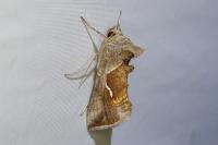 Macdunnoughia confusa