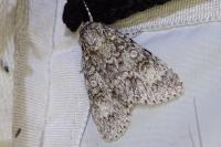 Acronicta megacephala