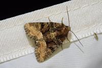 Oligia latruncula/strigilis/versicolor