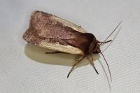 Ochropleura plecta