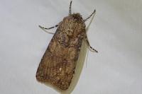 Agrotis segetum