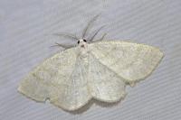 Cabera exanthemata
