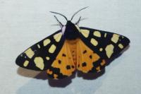 Arctia villica
