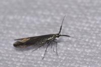 Coleophora mayrella