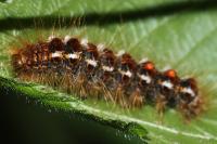 Euproctis chrysorrhoea