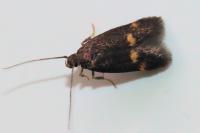 Borkhausenia minutella