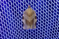 Choristoneura hebenstreitella