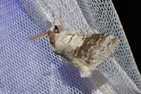 Calliteara pudibunda