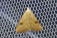 Rivula sericealis
