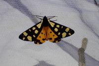 Arctia villica